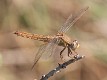 IMG_2829 Crocothemis erythraea female